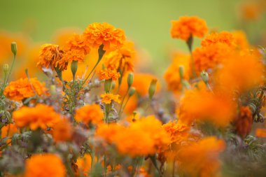 arka plan içine soluk portakal marigolds