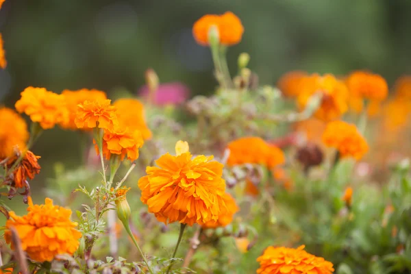 stock image Flowers faded into background