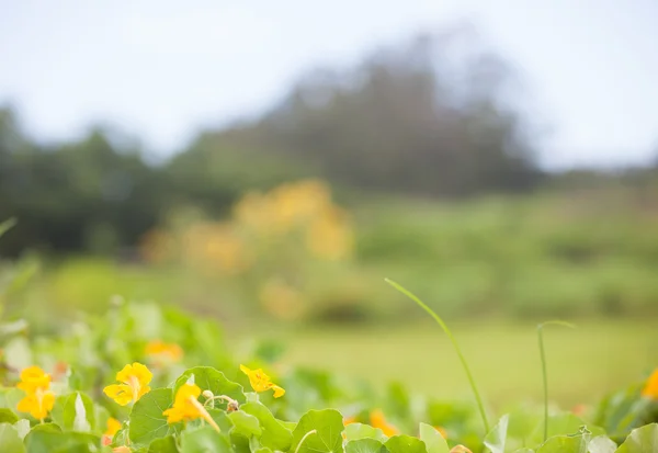 stock image Flower faded into background