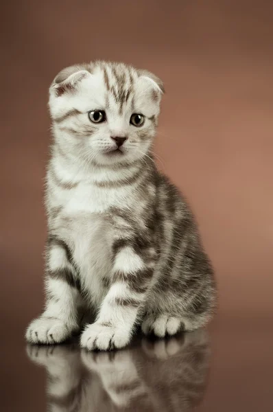 小猫咪 — 图库照片