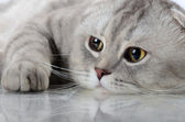 Gray beautiful adult cat