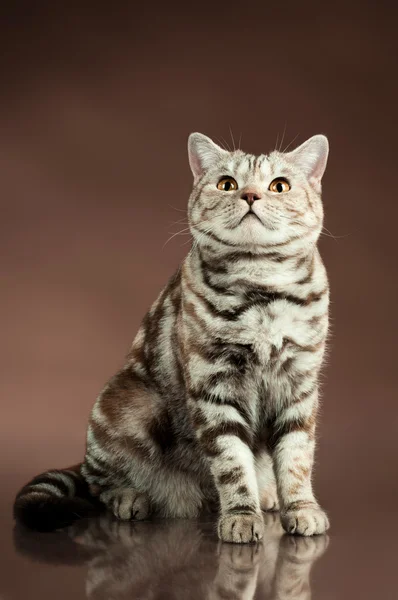 蓬松棕色美丽成人猫 — 图库照片