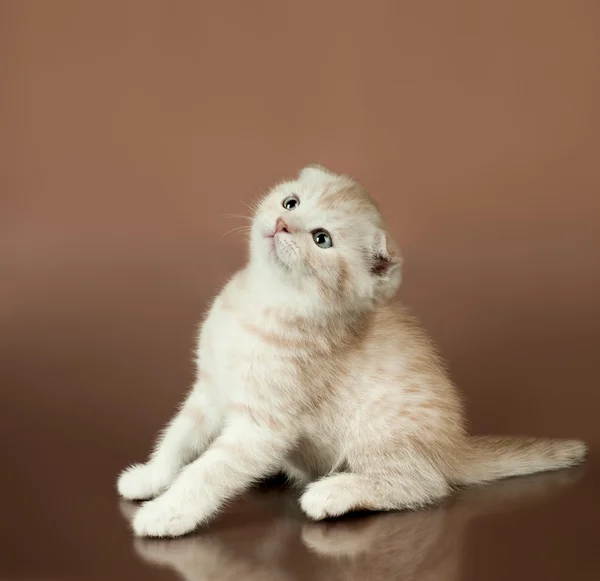 Kotě — Stock fotografie