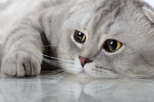 Graue schöne erwachsene Katze — Stockfoto