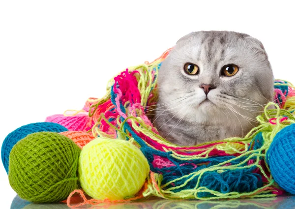 Cat with many multi-coloured clew — Stock Photo, Image