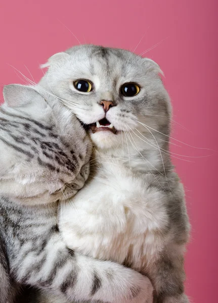 stock image Two gray cat play