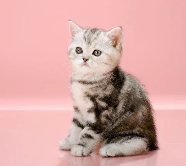 새끼 고양이 — 스톡 사진