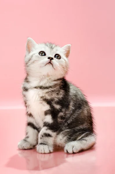 stock image Kitten