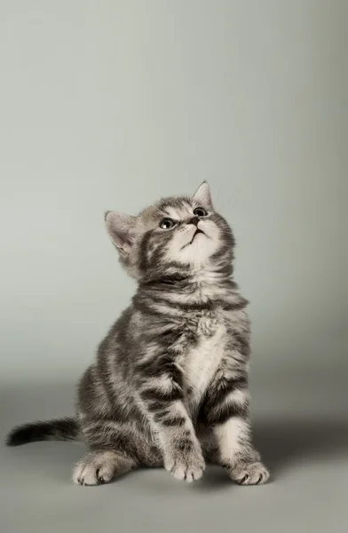 새끼 고양이 — 스톡 사진