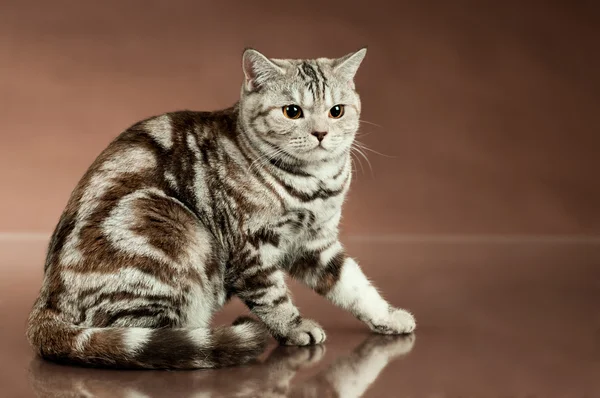 Vacker katt — Stockfoto