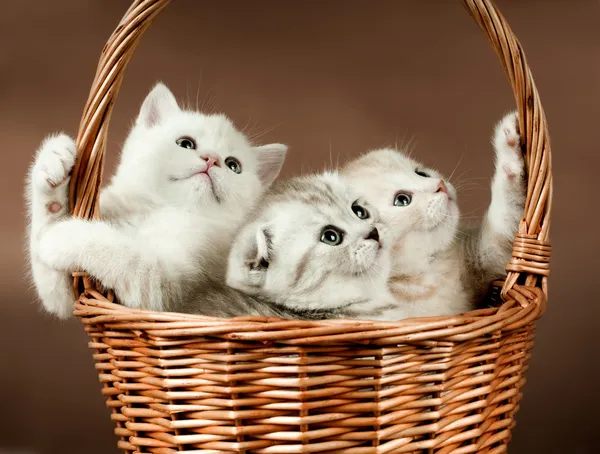 Koťata — Stock fotografie