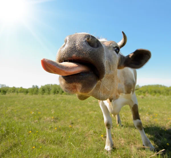 Ko på gräsmark — Stockfoto