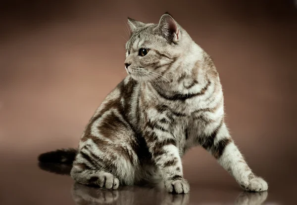 Όμορφη γάτα — Φωτογραφία Αρχείου