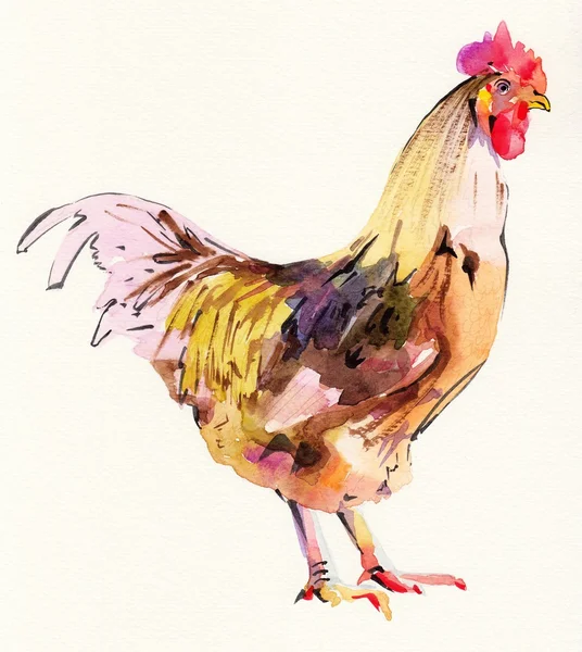 水彩绘画素描公鸡 — 图库照片