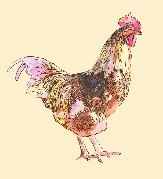 水彩绘画素描公鸡 — 图库矢量图片