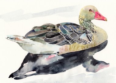 Hand draw watercolor bird, duck clipart