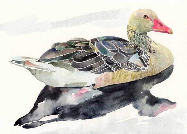 Mão desenhar aquarela pássaro, pato — Fotografia de Stock