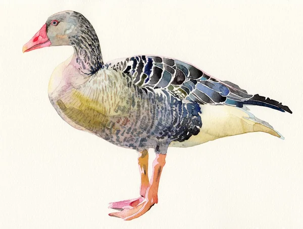 Bir kuş, anser anser orijinal suluboya resim — Stok fotoğraf