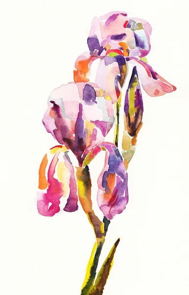 Ilustração da cor original da flor na pintura da aquarela — Fotografia de Stock