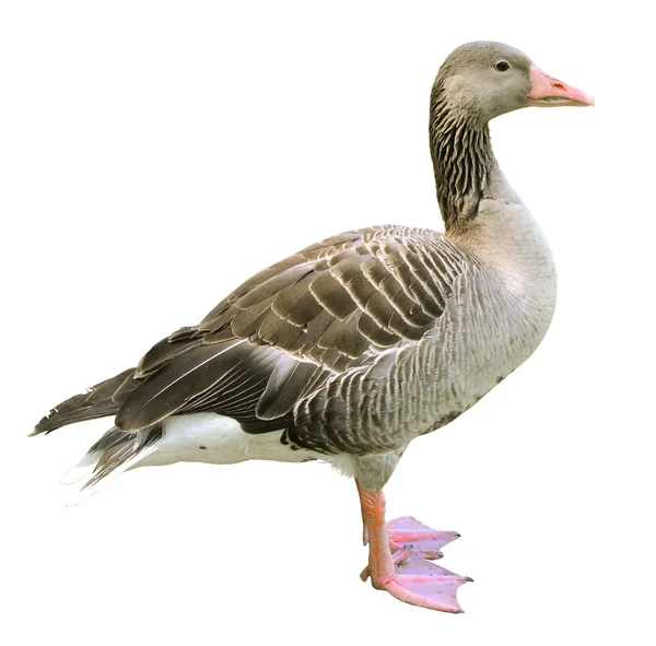 Goose isolated on white background — Stock Photo, Image
