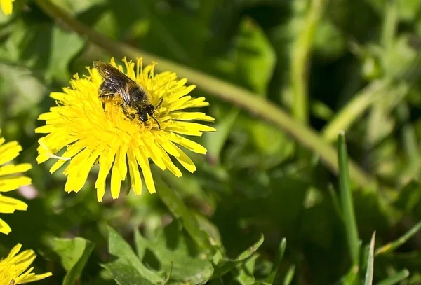 Včela sbírá nektar na duvanchike — Stock fotografie