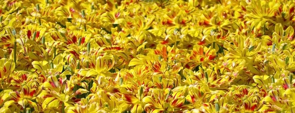 Il campo del tulipano rosso e giallo — Foto Stock