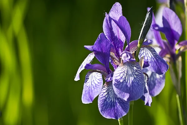 Iris flower on a green background — Stock Photo, Image