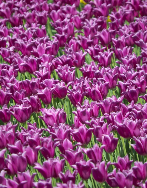 Tulipán louka tulipány na displeji — Stock fotografie