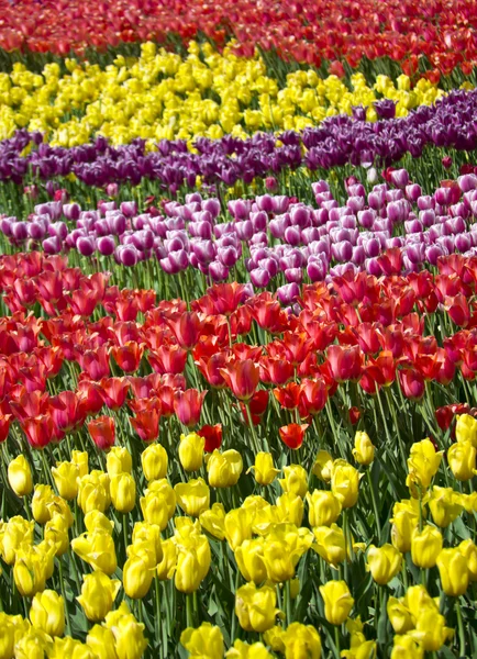 Prado de tulipa na encosta — Fotografia de Stock