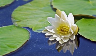 Beautiful water lilies blooming clipart