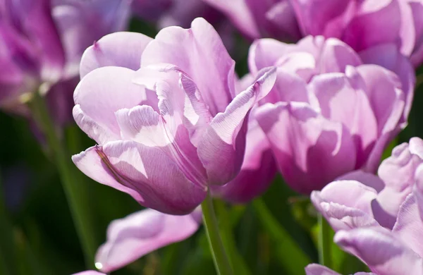 Tulpenblumen auf der Wiese. — Stockfoto