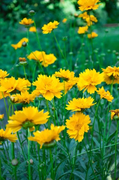 Närbild av gula blommor — Stockfoto