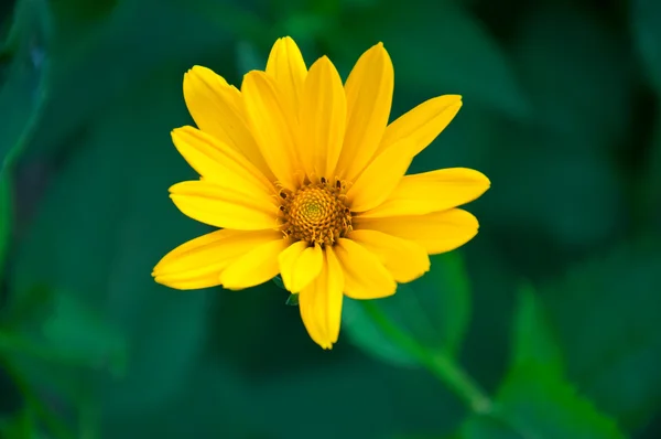 Närbild av gul blomma — Stockfoto