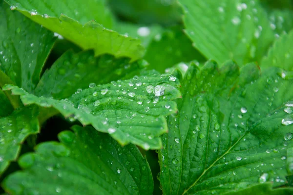 stock image Close up of water drops on fresh green leaves