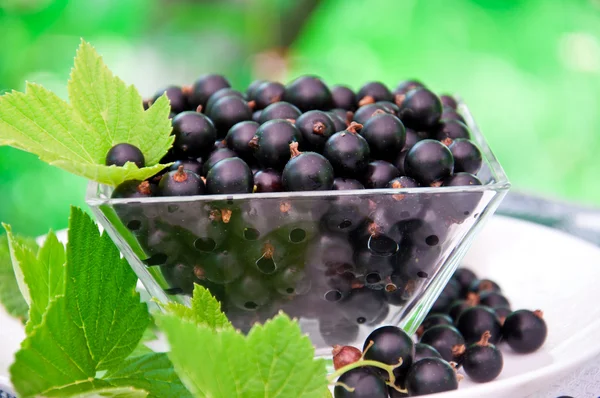 Fresh blackcurrant in glass bowl — Stock Photo, Image