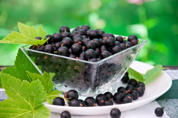 Fresh blackcurrant in bowl — Stock Photo, Image