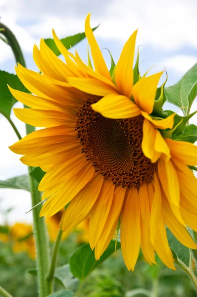 Krásné slunečnice se zelenými listy — Stock fotografie