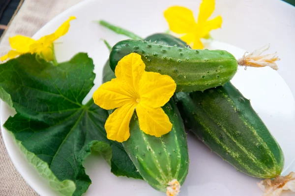 Yellow flowers, cucumbers and green leaves. — Stock Photo, Image