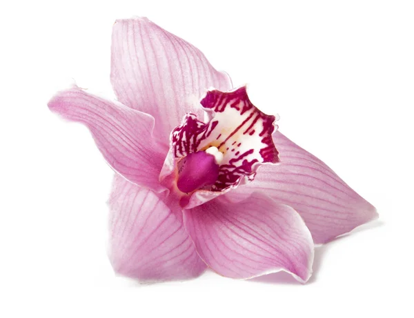 Rózsaszín orchidea izolált fehér — Stock Fotó