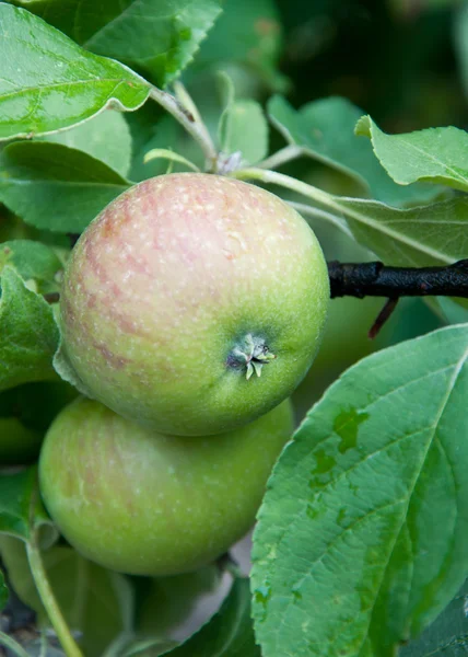 stock image Green apples on an apple-tree branch in garden