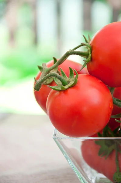 Tomates cerises fraîchement récoltées en été — Photo