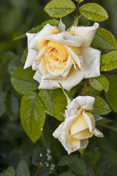 Čajové růže — Stock fotografie