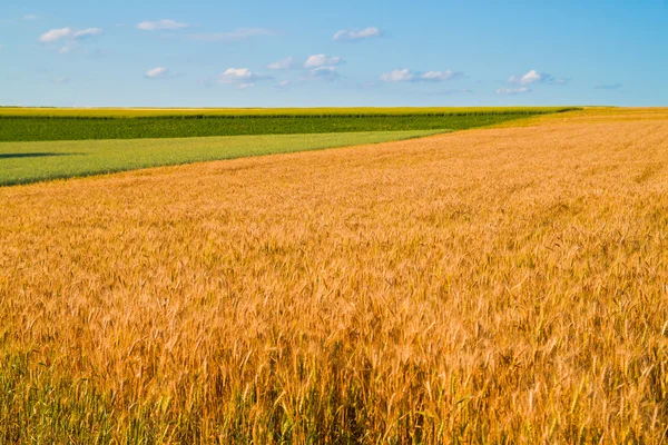 Crop in the field — Stock Photo, Image