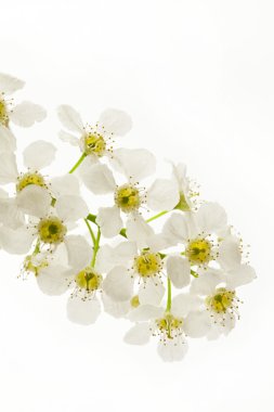 Bird cherry tree flowers clipart