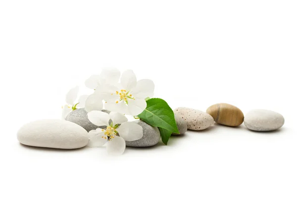 Manzano flores y piedras — Foto de Stock