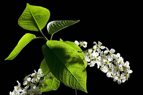 stock image Bird cherry tree flowers