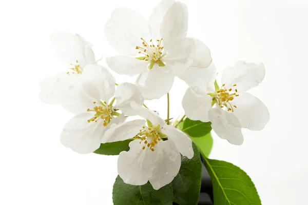 stock image Apple tree flowers