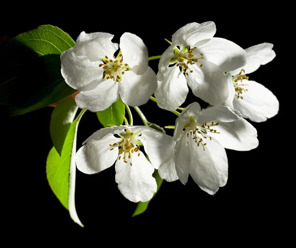 stock image Apple tree flowers