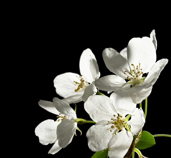 stock image Apple tree flowers