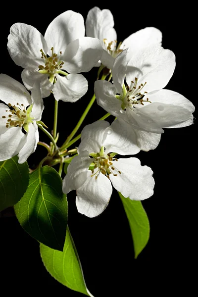 stock image Apple tree flowers